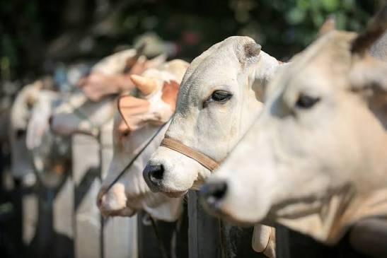 Ilustrasi Qurban