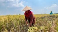 Ilustrasi Petani