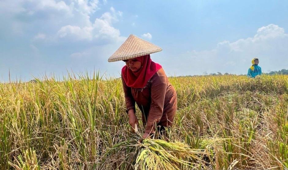 Ilustrasi Petani